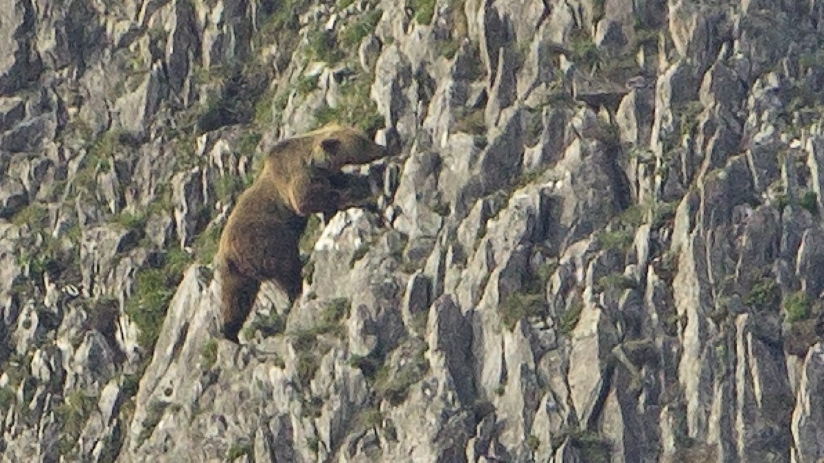 Bozayı (Ursus arctos) için kimliği açıkça gösteren tür fotoğrafı