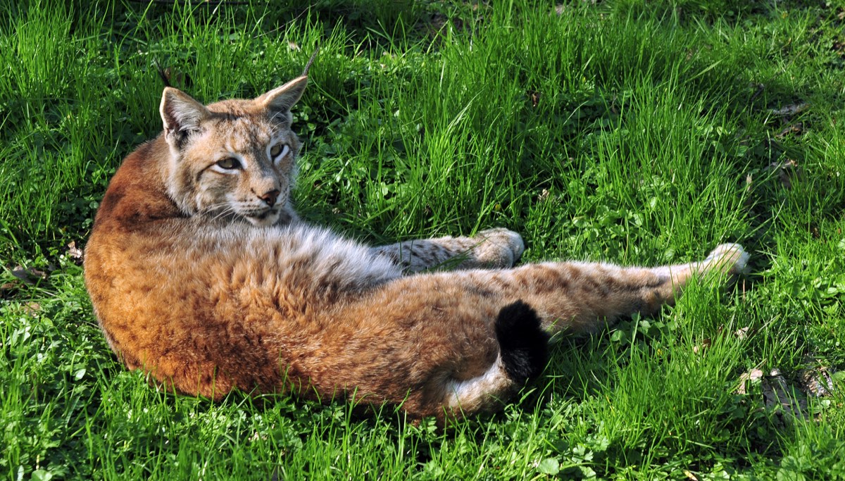 Vaşak (Lynx lynx) için kimliği açıkça gösteren tür fotoğrafı