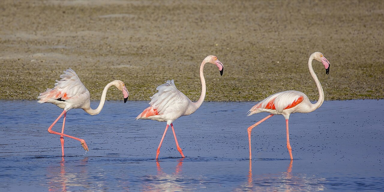 Sığ suda duran üç Büyük Flamingo