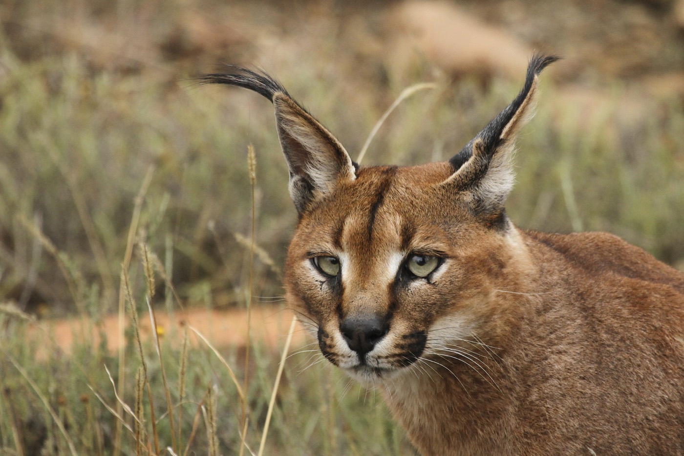 Karakulak (Caracal caracal)