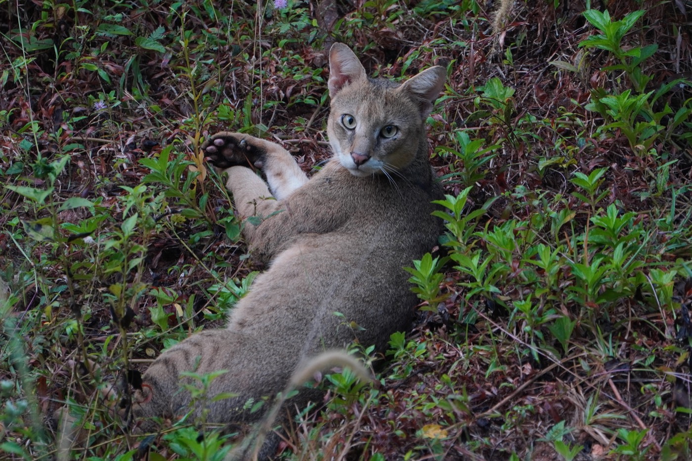 Saz Kedisi (Felis chaus)